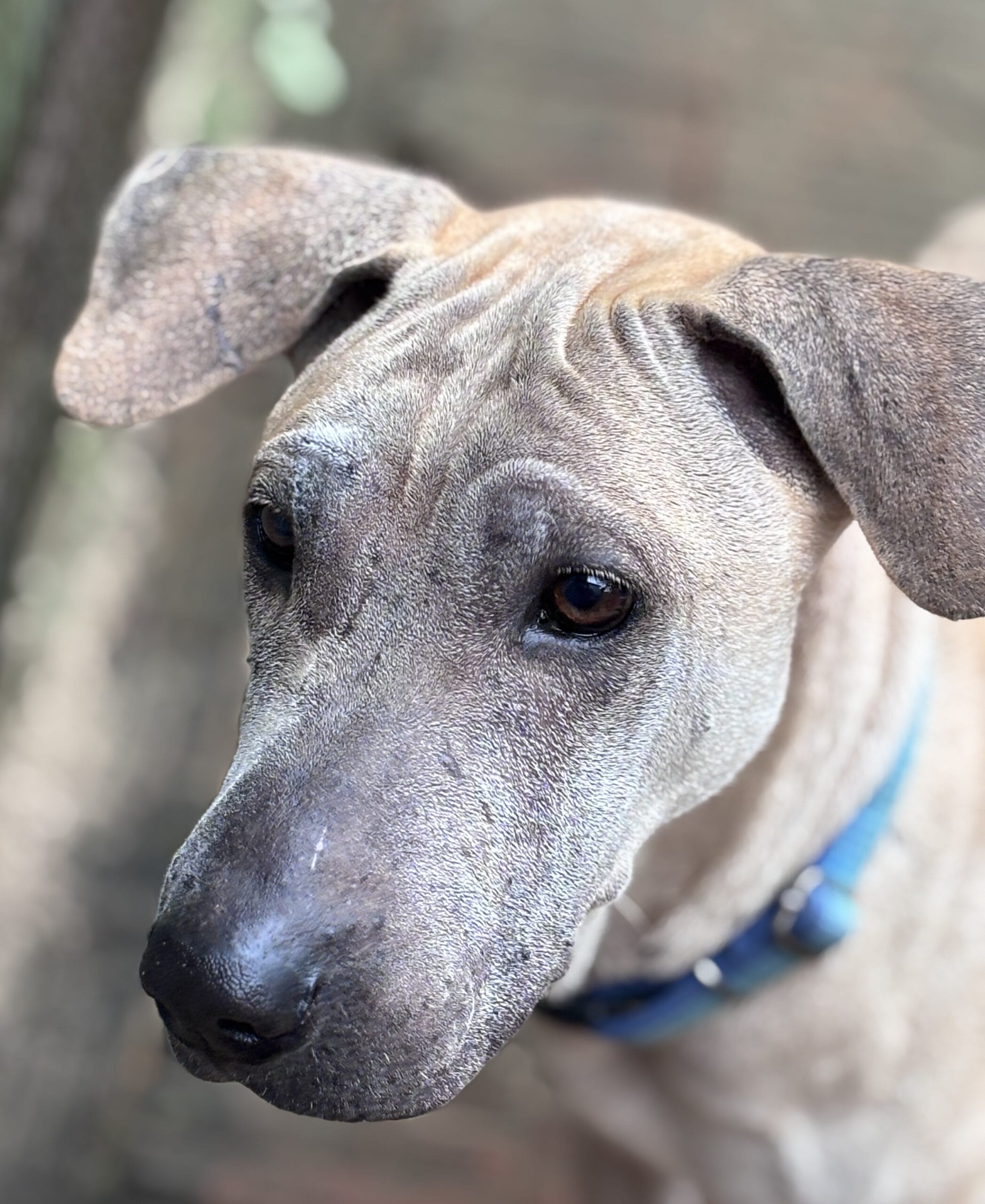 Bruno is a good dog who needs a forever home - can you help?