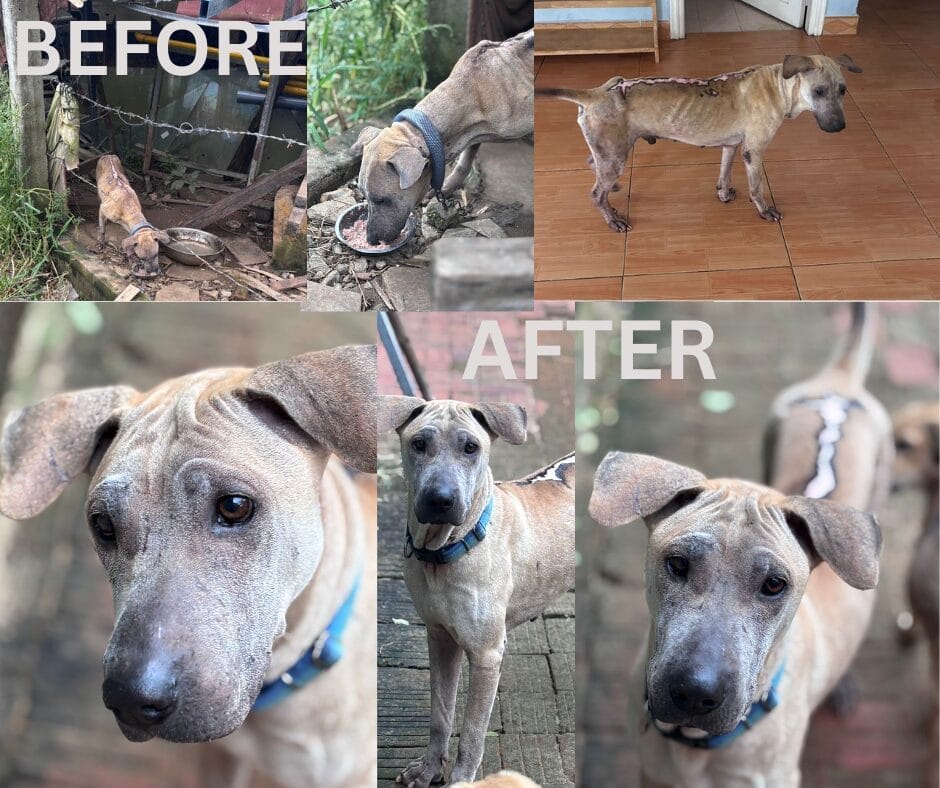 Bruno is a dog with a big heart. He's made an incredible recovery and has so much love to give.